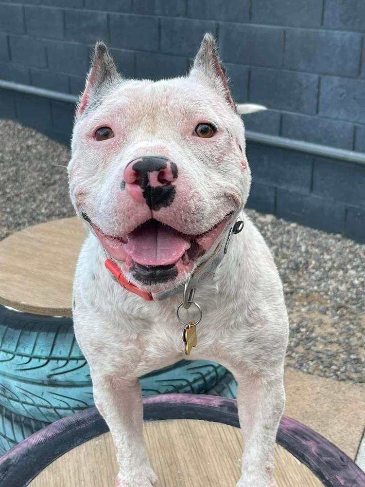 Birdie, a Adoptable mixed breed in Phoenix, AZ image 5/6