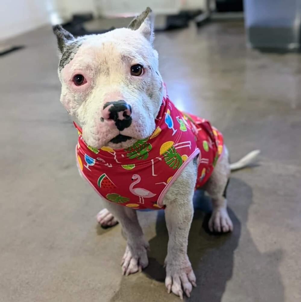 Enlarge Birdie, a Adoptable mixed breed in Phoenix, AZ image 5/6