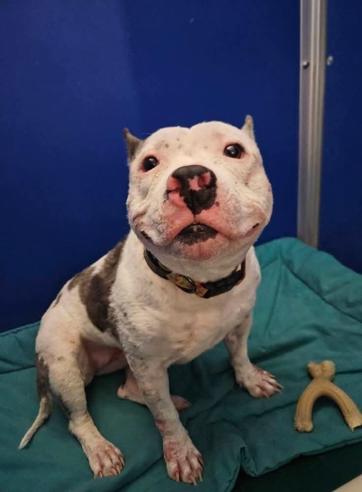 Birdie, a Adoptable mixed breed in Phoenix, AZ image 6/6