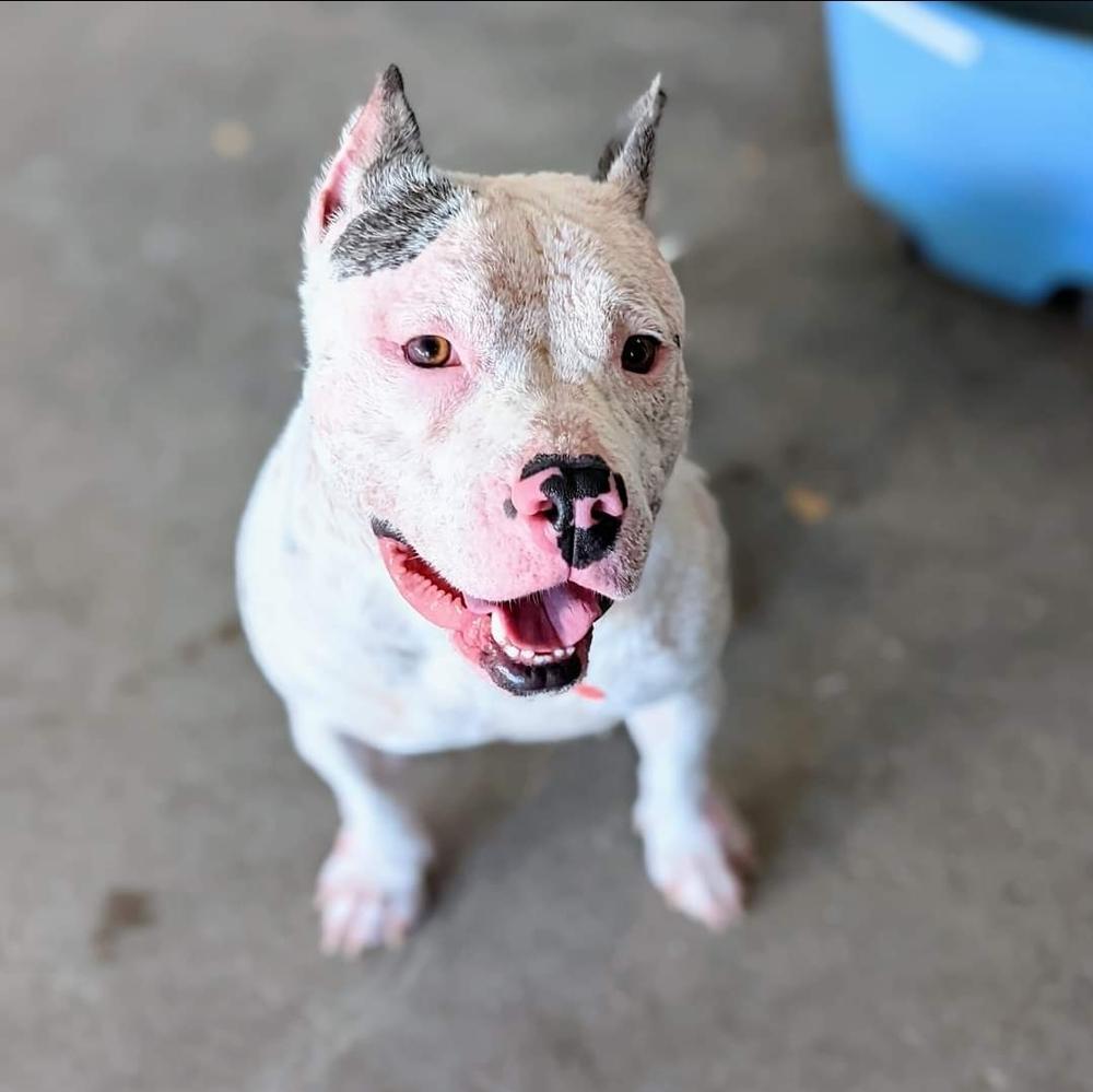 Enlarge Birdie, a Adoptable mixed breed in Phoenix, AZ image 6/6