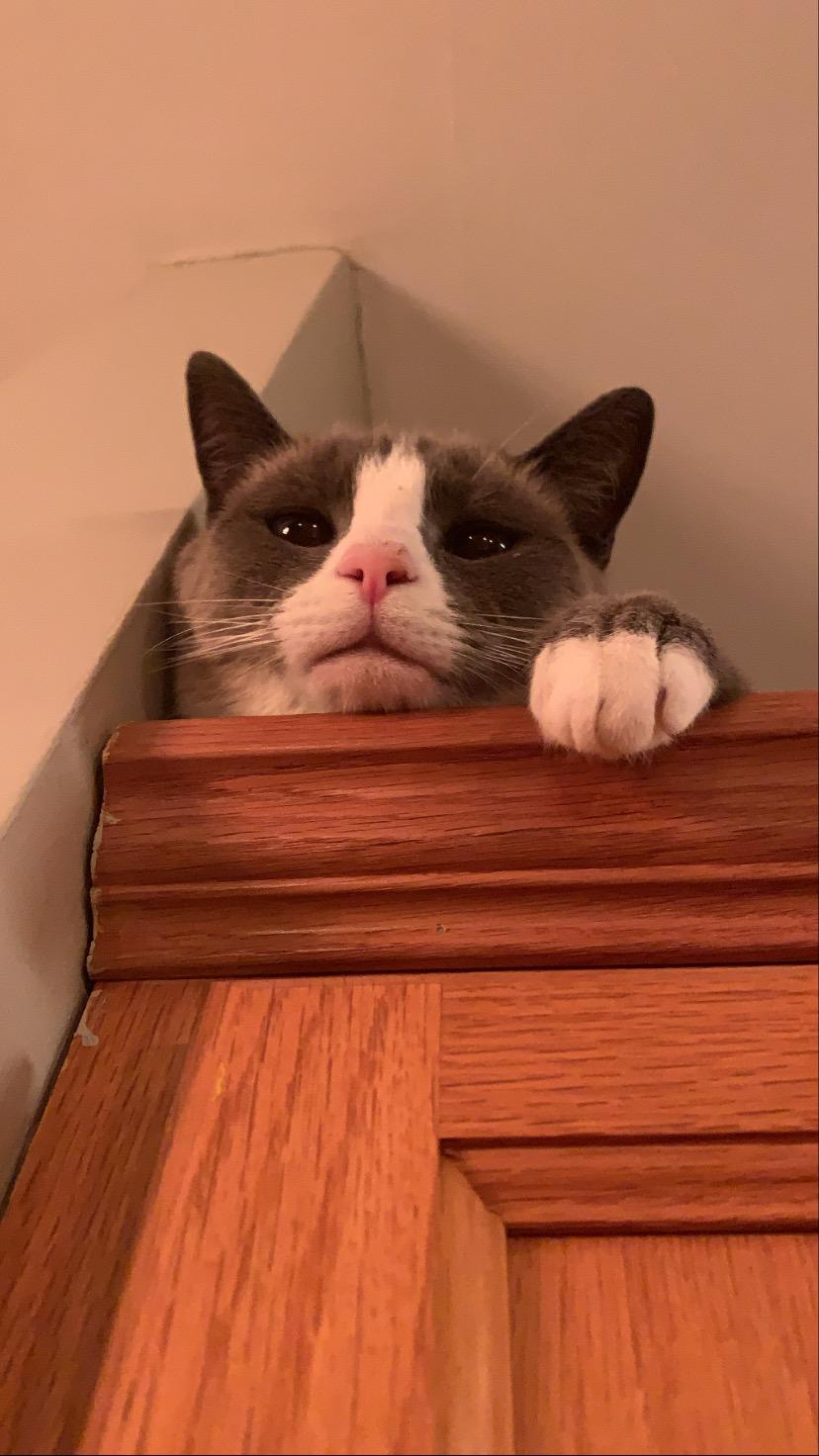 Winston, adoptable, Senior Male Snowshoe & Siamese.