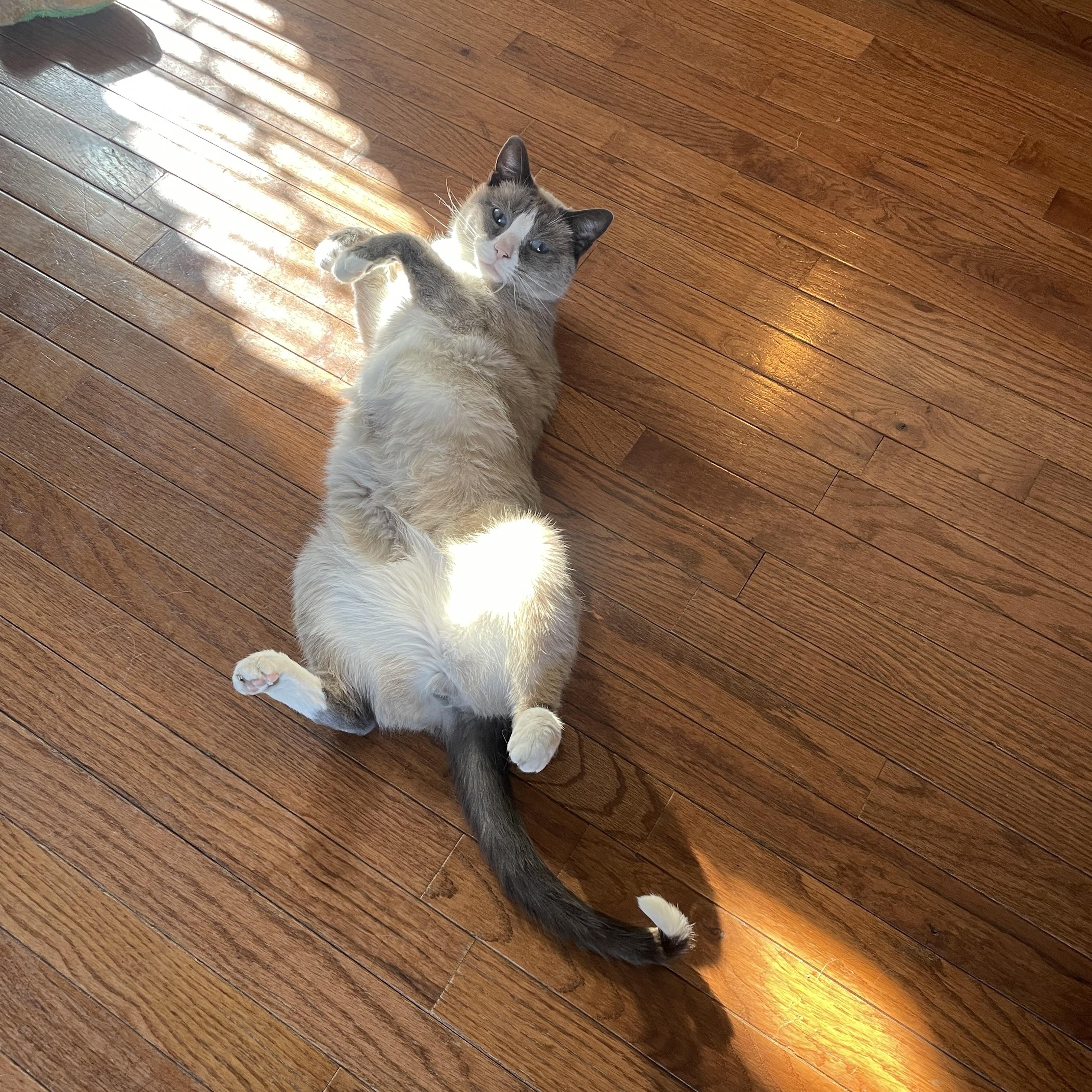 Enlarge Winston, an adoptable mixed breed in Seneca, SC image 4/6