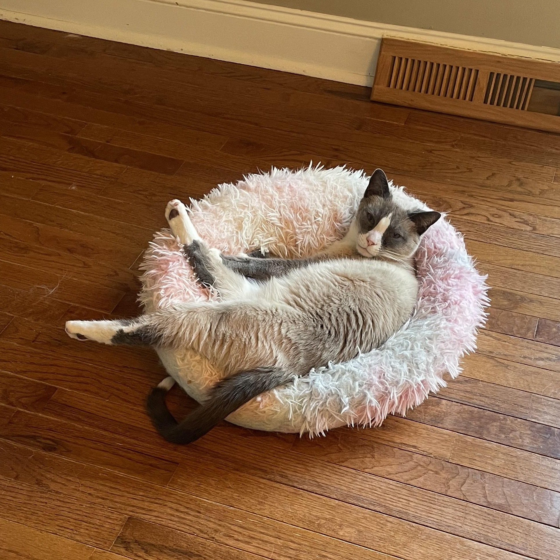 Enlarge Winston, an adoptable mixed breed in Seneca, SC image 2/6