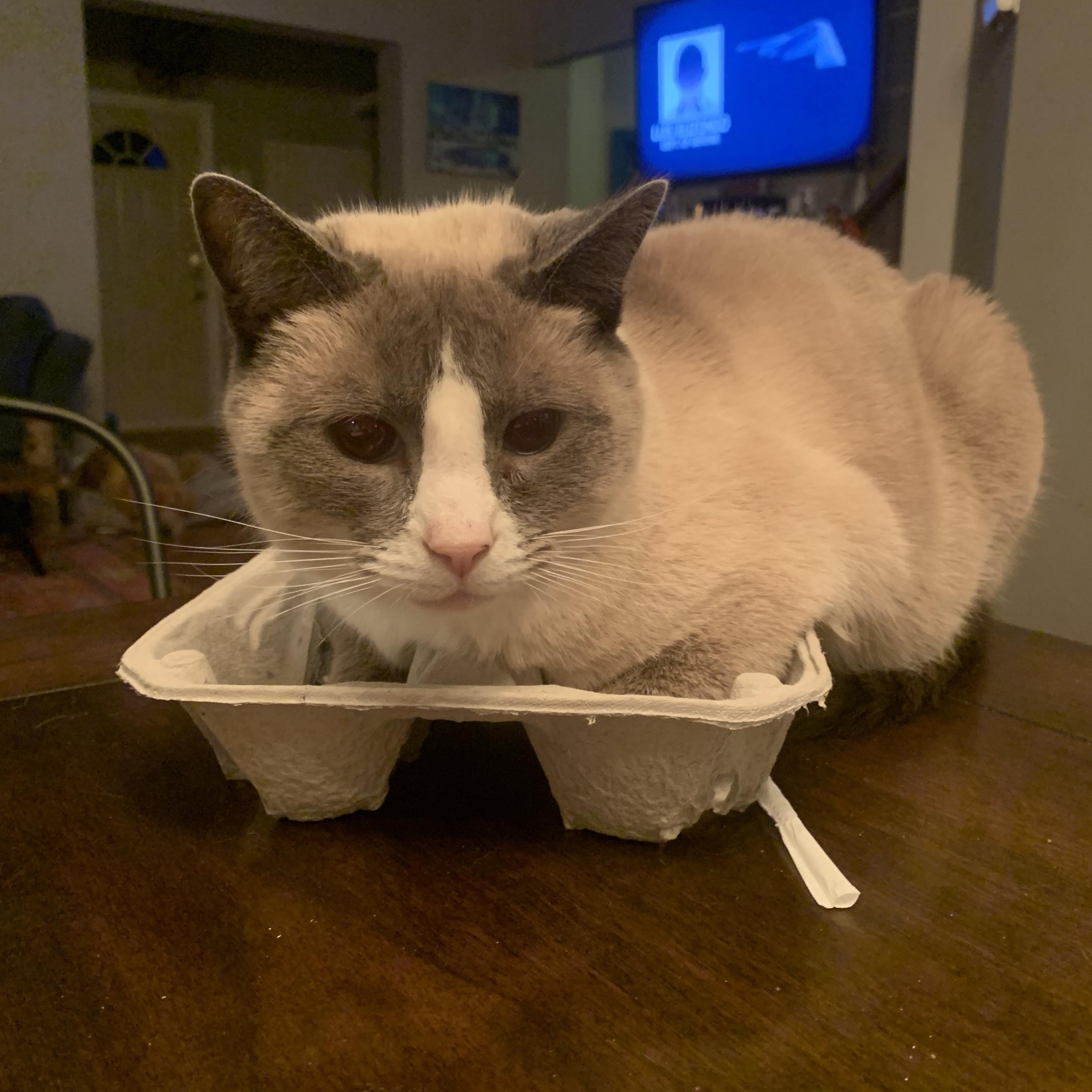 Enlarge Winston, an adoptable mixed breed in Seneca, SC image 3/6