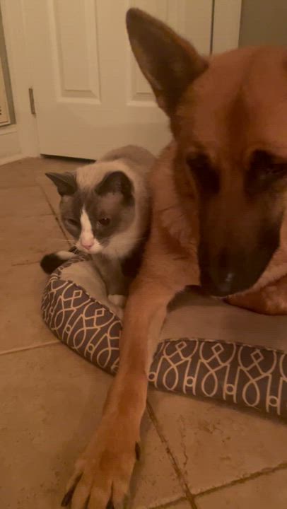 Enlarge Winston, an adoptable mixed breed in Seneca, SC video 5/6