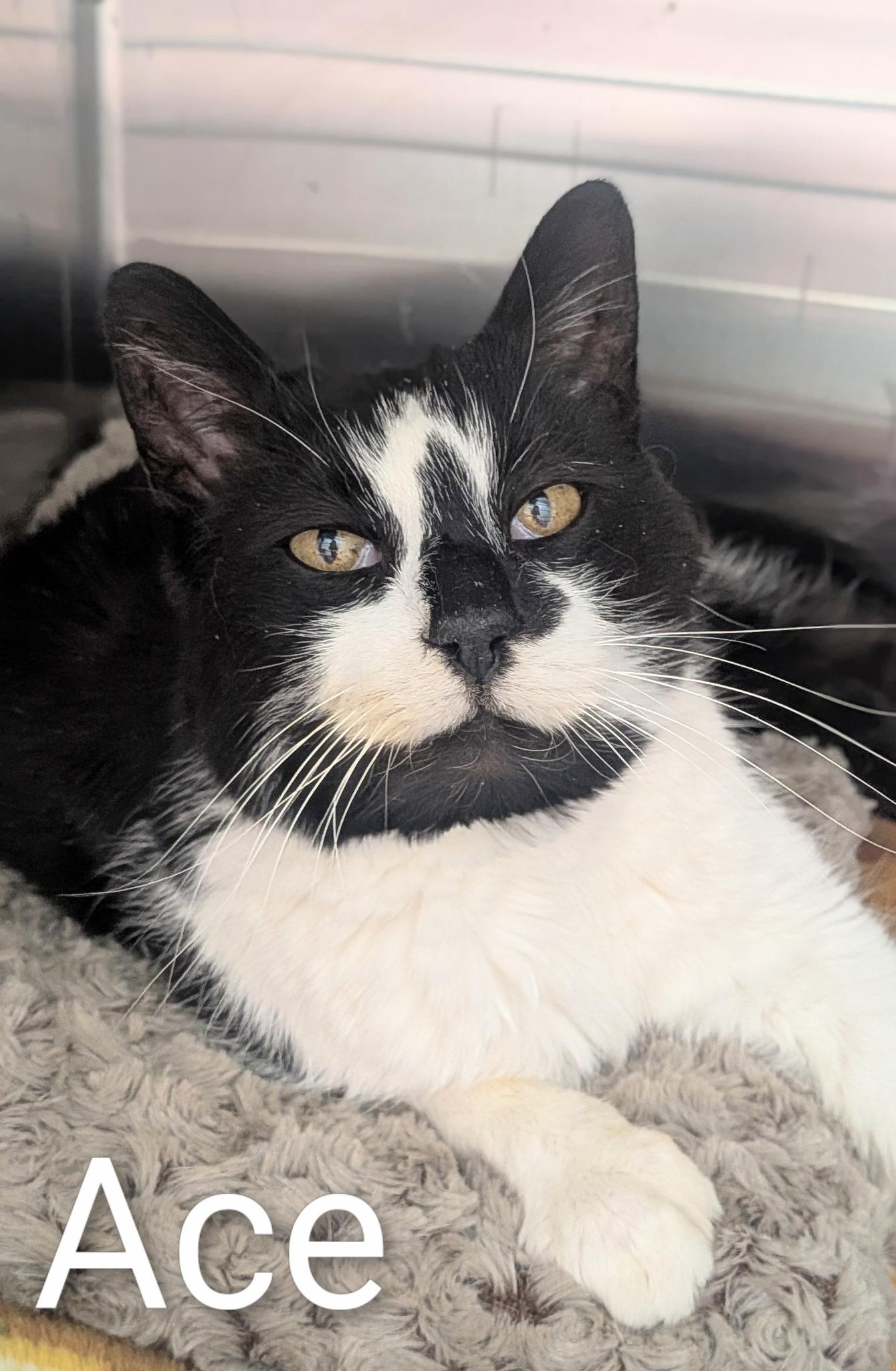 Ace, ADOPTABLE, Adult Male Domestic Short Hair.