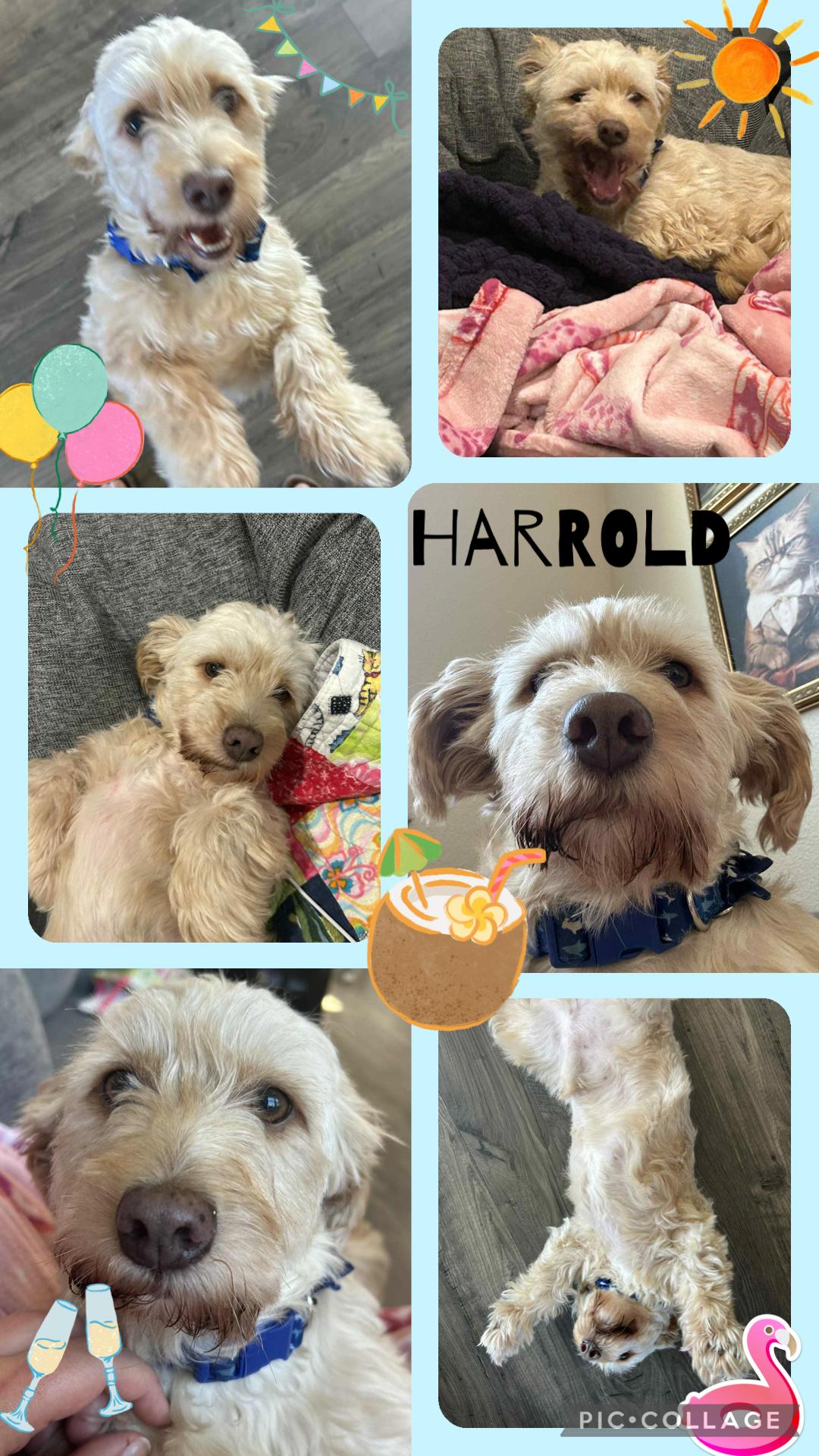 Harrold thumbnail 6