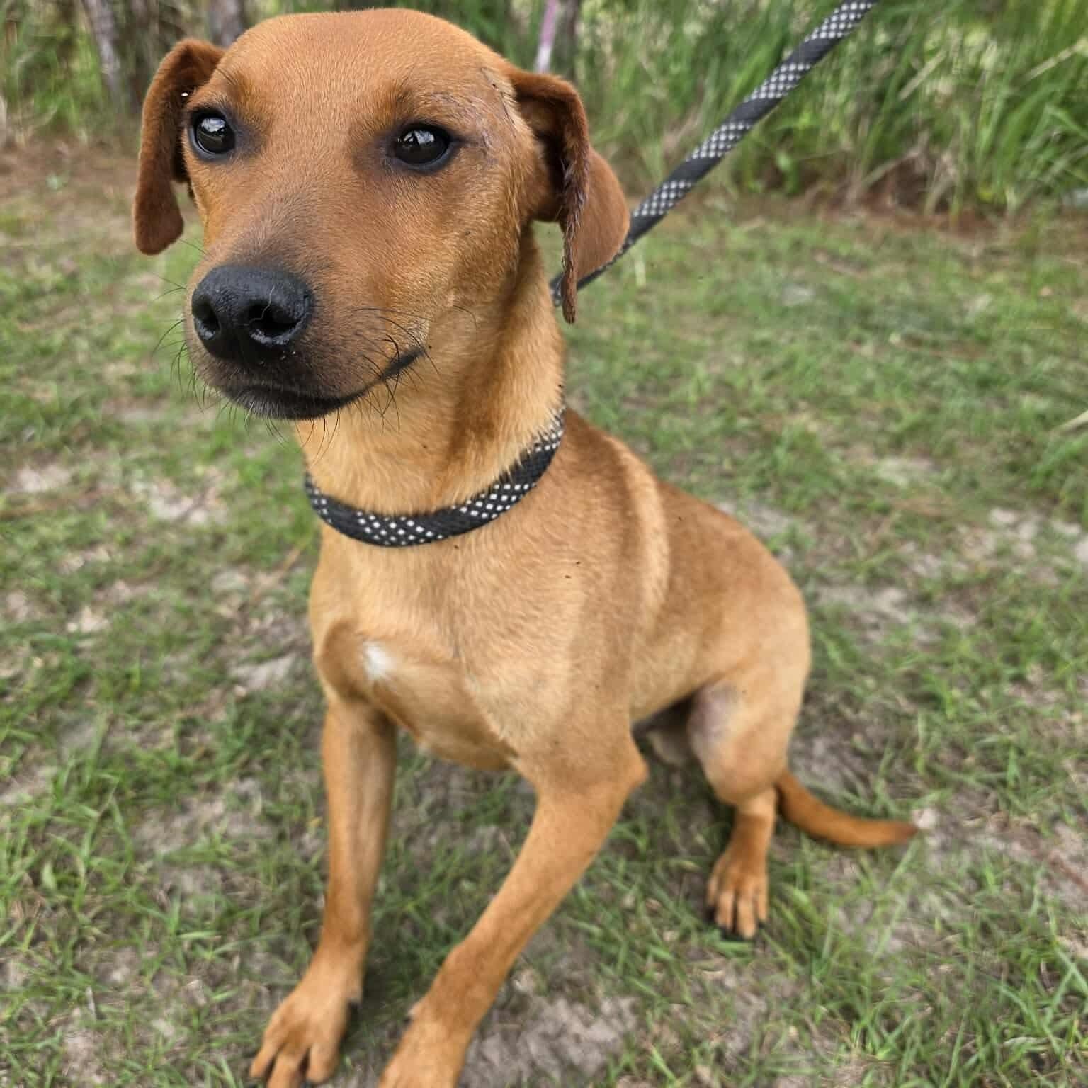 Leo, a Adoptable mixed breed in Adrian, MI image 6/6