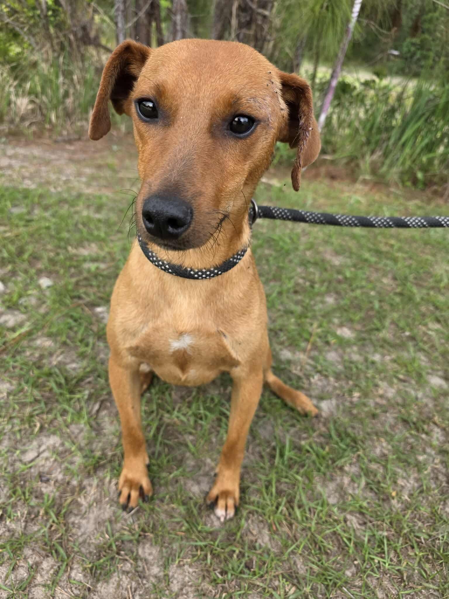 Leo, a Adoptable mixed breed in Adrian, MI image 3/6