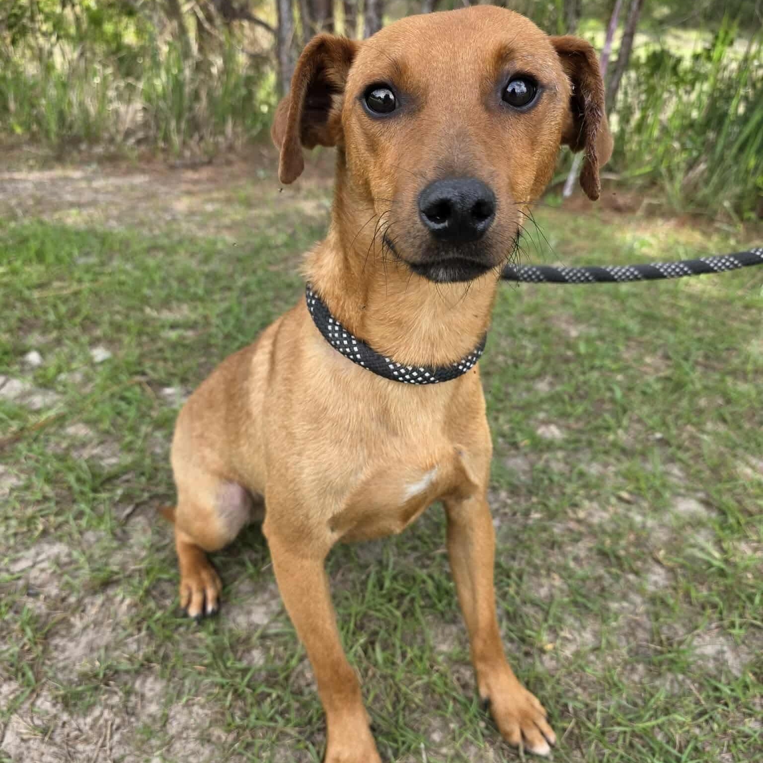 Leo, a Adoptable mixed breed in Adrian, MI image 5/6
