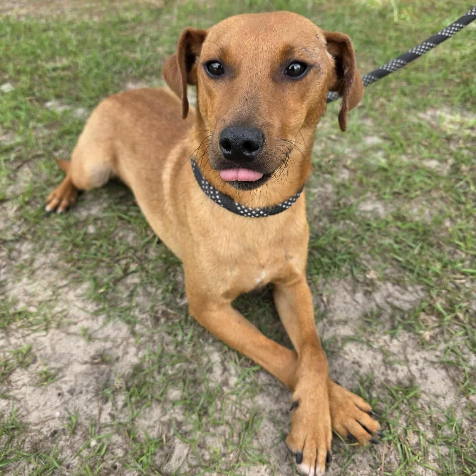 Leo, a Adoptable mixed breed in Adrian, MI image 2/6