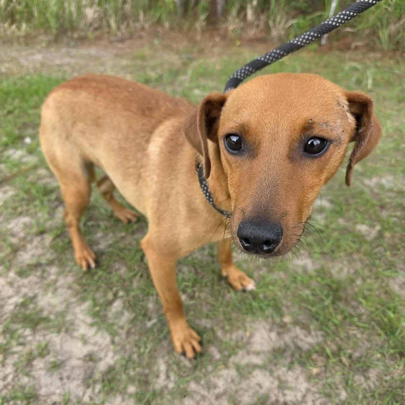 Leo, a Adoptable mixed breed in Adrian, MI image 4/6