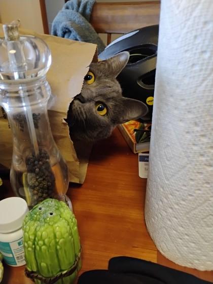 Egg, a Adoptable mixed breed in Seattle, WA image 1/2