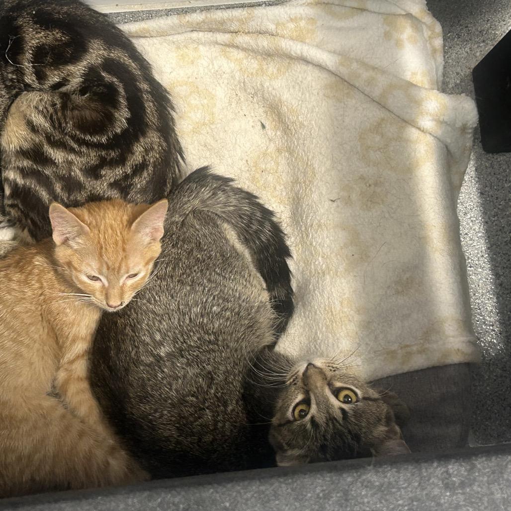 Lily, Adoptable, Young Female Domestic Short Hair.