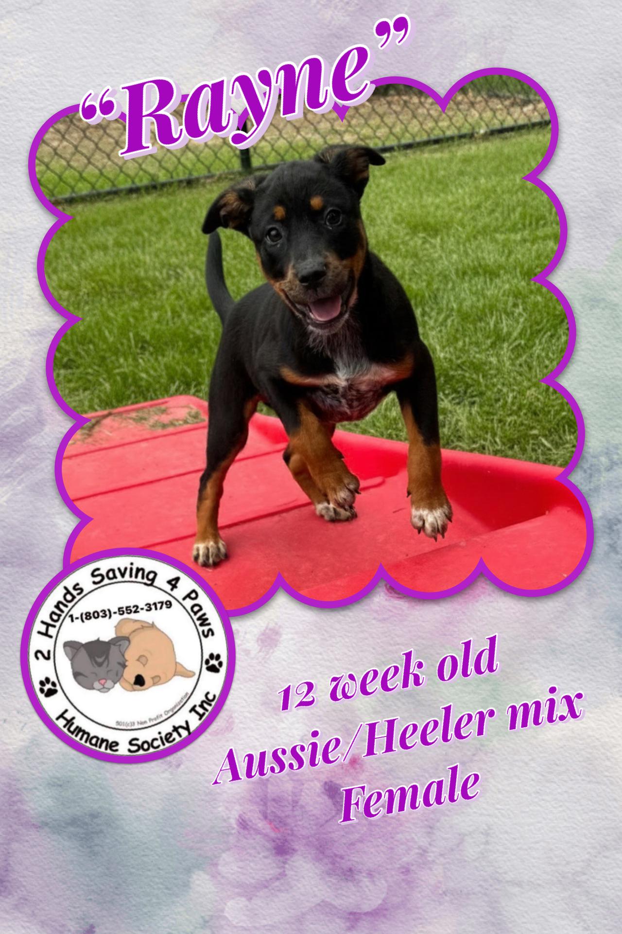 Rayne, adopted, Puppy Female Australian Cattle Dog / Blue Heeler.