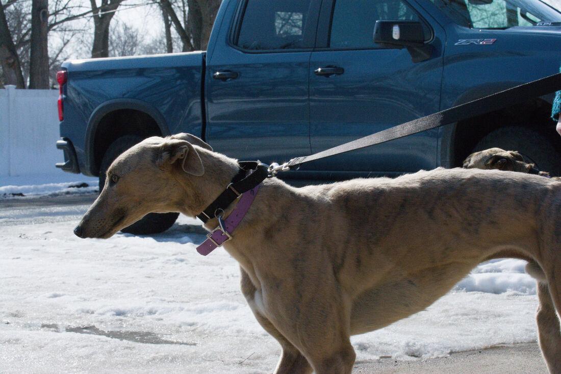 Enlarge Kristof, an adopted Greyhound in Flat Rock, MI image 1/1