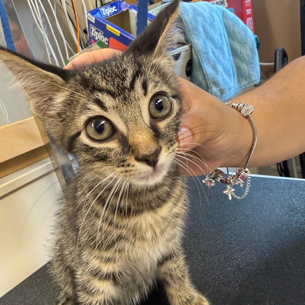 Enlarge Michael Meowers, a Adoptable Domestic Short Hair in Lake Panasoffkee, FL image 1/2
