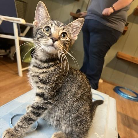 Enlarge Michael Meowers, a Adoptable Domestic Short Hair in Lake Panasoffkee, FL image 2/2