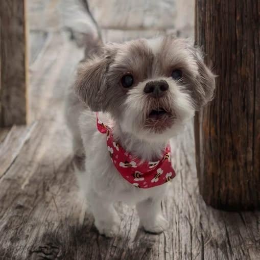 Enlarge Bubba, an adopted Shih Tzu in Las Vegas, NV image 4/4