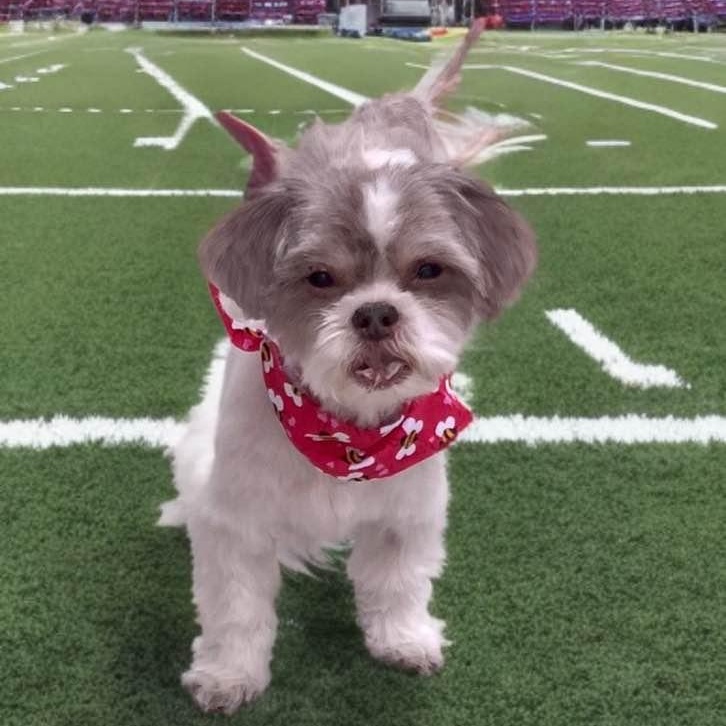 Enlarge Bubba, an adopted Shih Tzu in Las Vegas, NV image 3/4