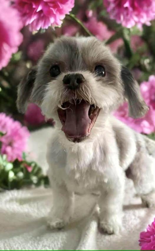 Bubba, adopted, Senior Male Shih Tzu.