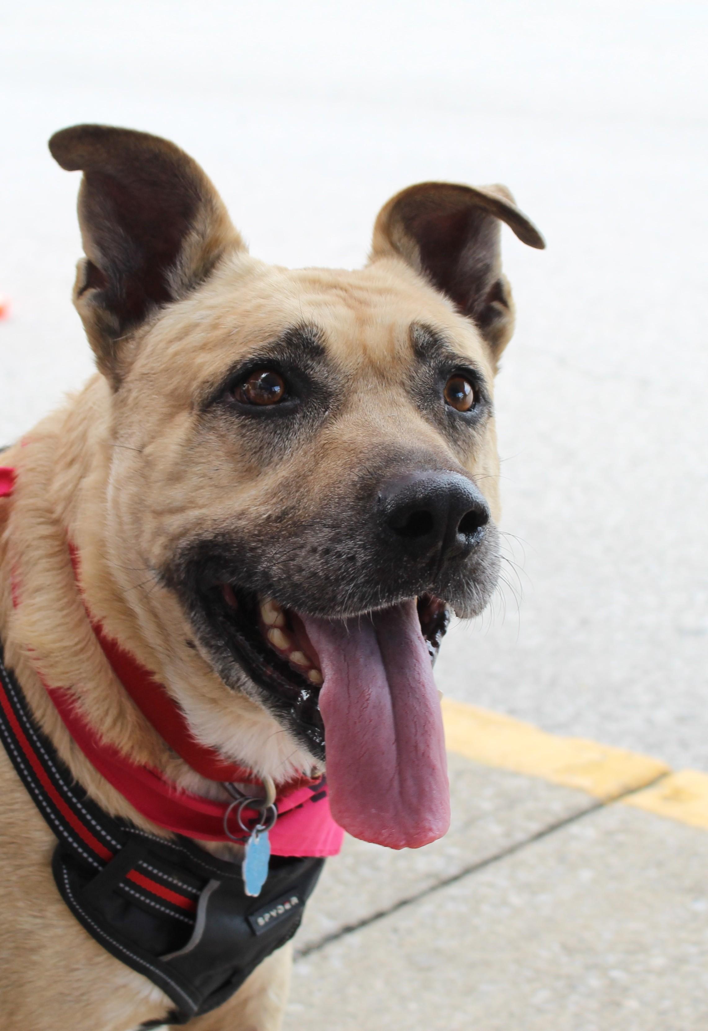 Mia June Simpson, Adoptable, Senior Female German Shepherd Dog.