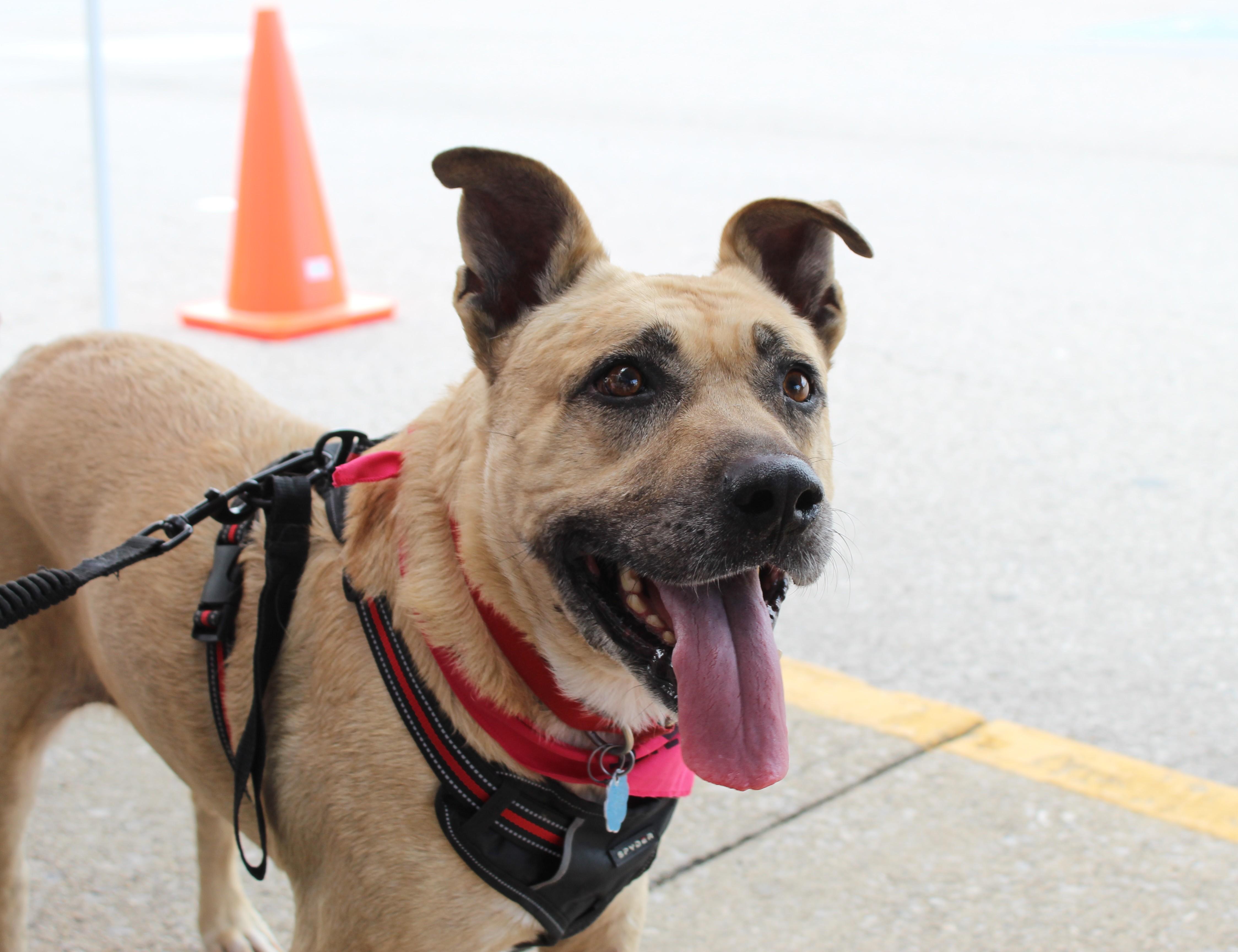 Enlarge Mia June Simpson, a Adoptable mixed breed in Somerset, KY image 2/3