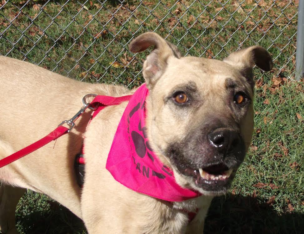 Mia June Simpson, Adoptable, Adult Female German Shepherd Dog.