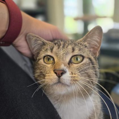Lulu, Adoptable, Adult Female Domestic Short Hair & Domestic Short Hair.