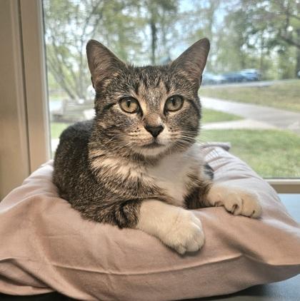 Lulu, a Adoptable mixed breed in New Hope, PA image 2/3