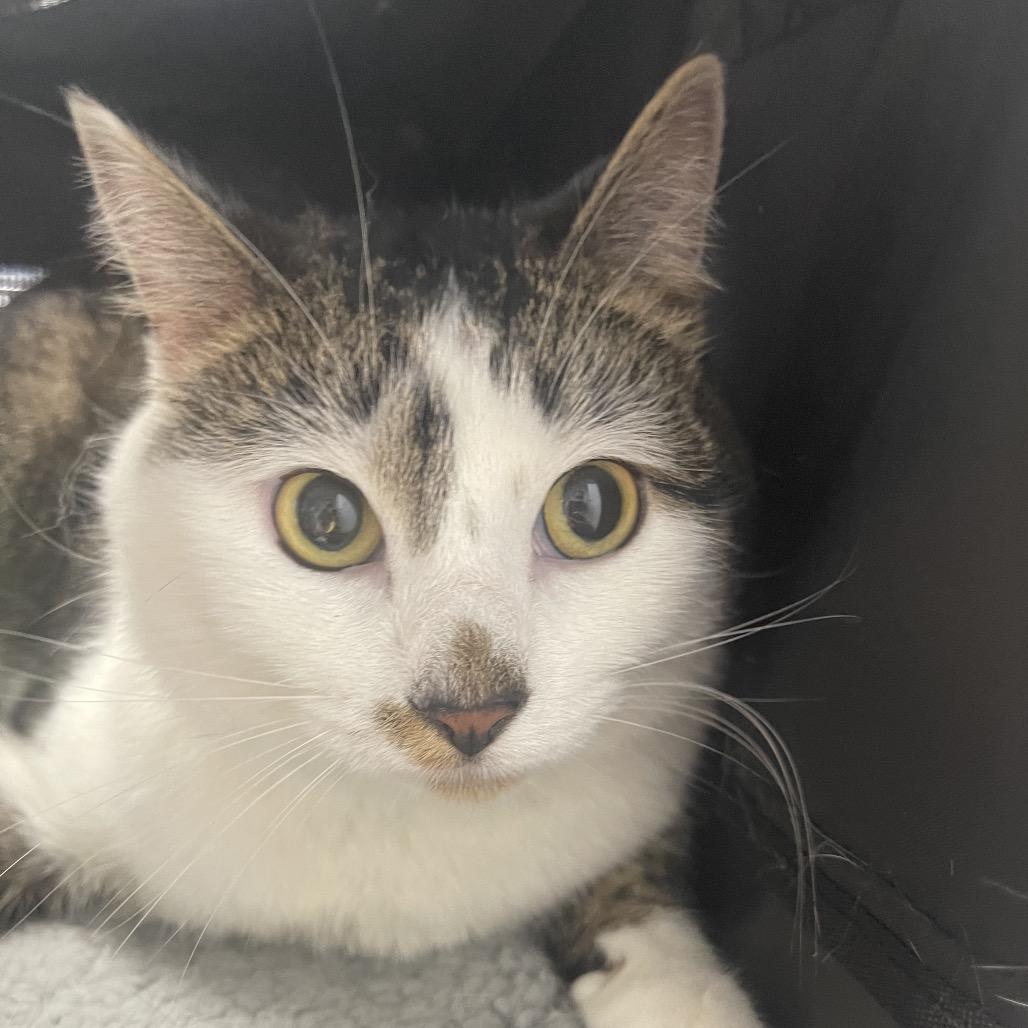 Enlarge Bean, a Adoptable Domestic Short Hair in Perkiomenville, PA image 1/1