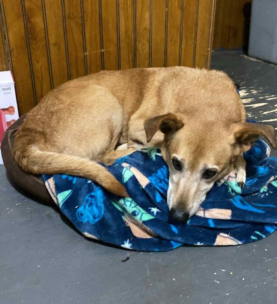 Enlarge Earl, a Adoptable mixed breed in Valdosta, GA image 1/1