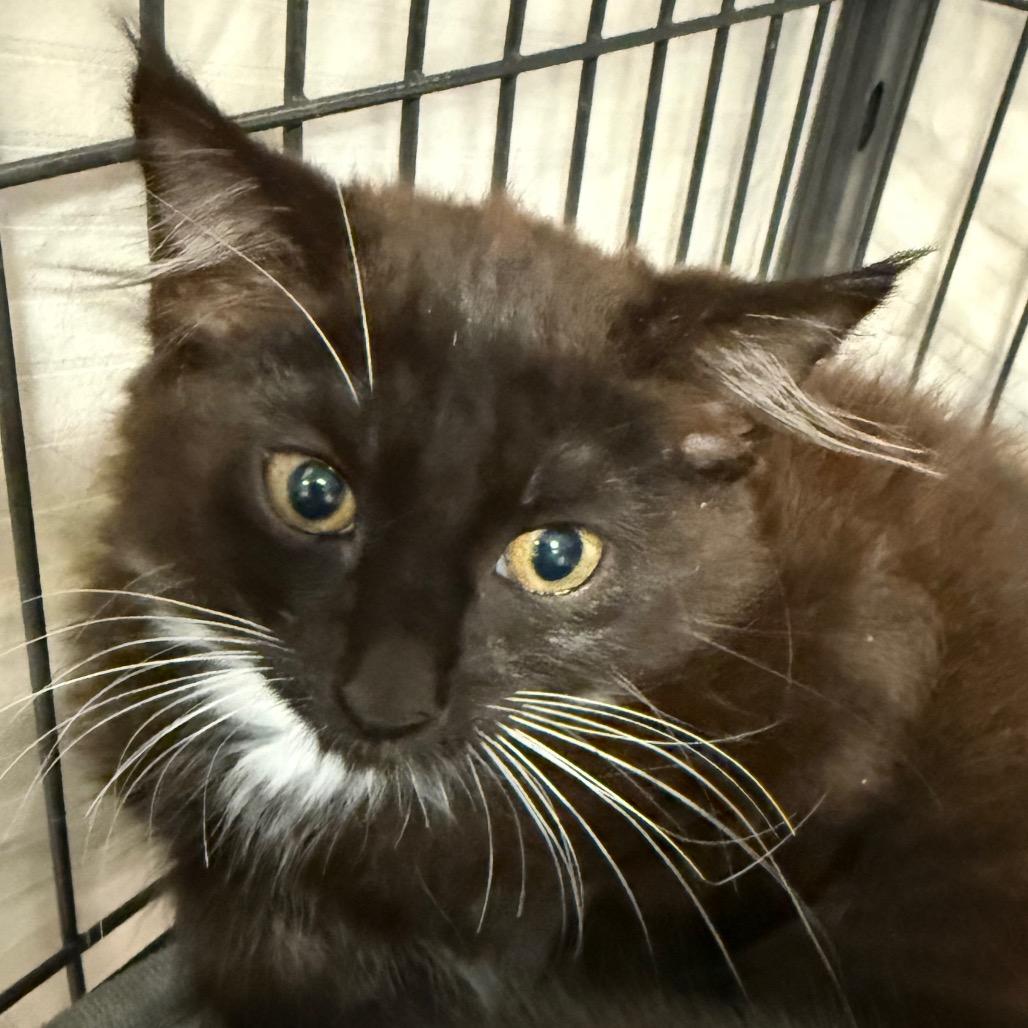 Enlarge Kolby, a Adoptable Domestic Short Hair in Port Charlotte, FL image 1/3