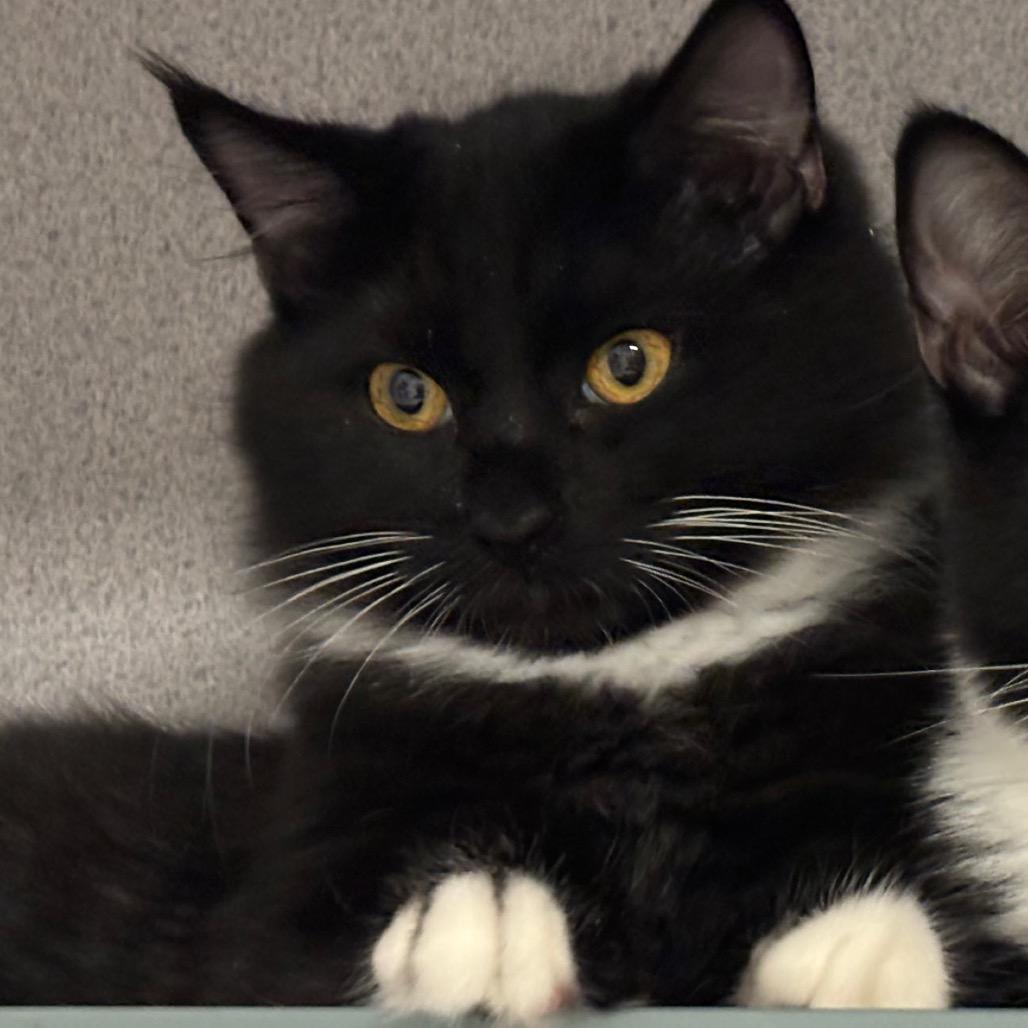 Enlarge Kolby, a Adoptable Domestic Short Hair in Port Charlotte, FL image 2/3