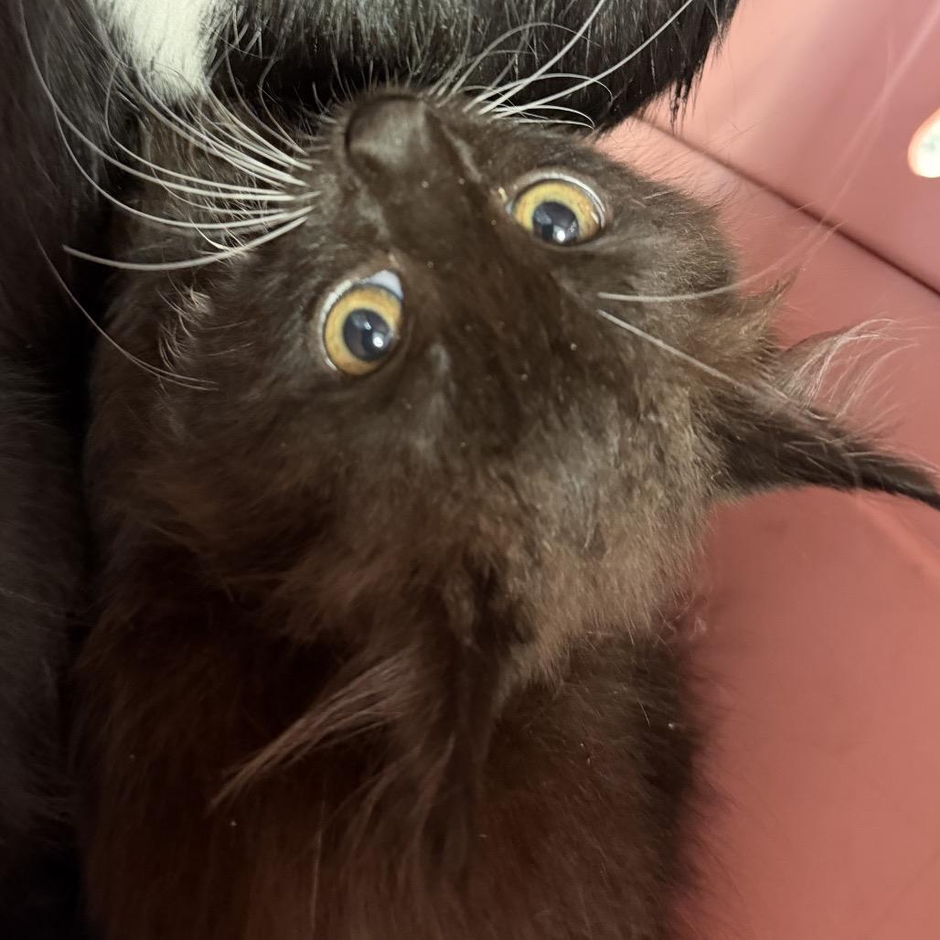 Enlarge Kolby, a Adoptable Domestic Short Hair in Port Charlotte, FL image 3/3