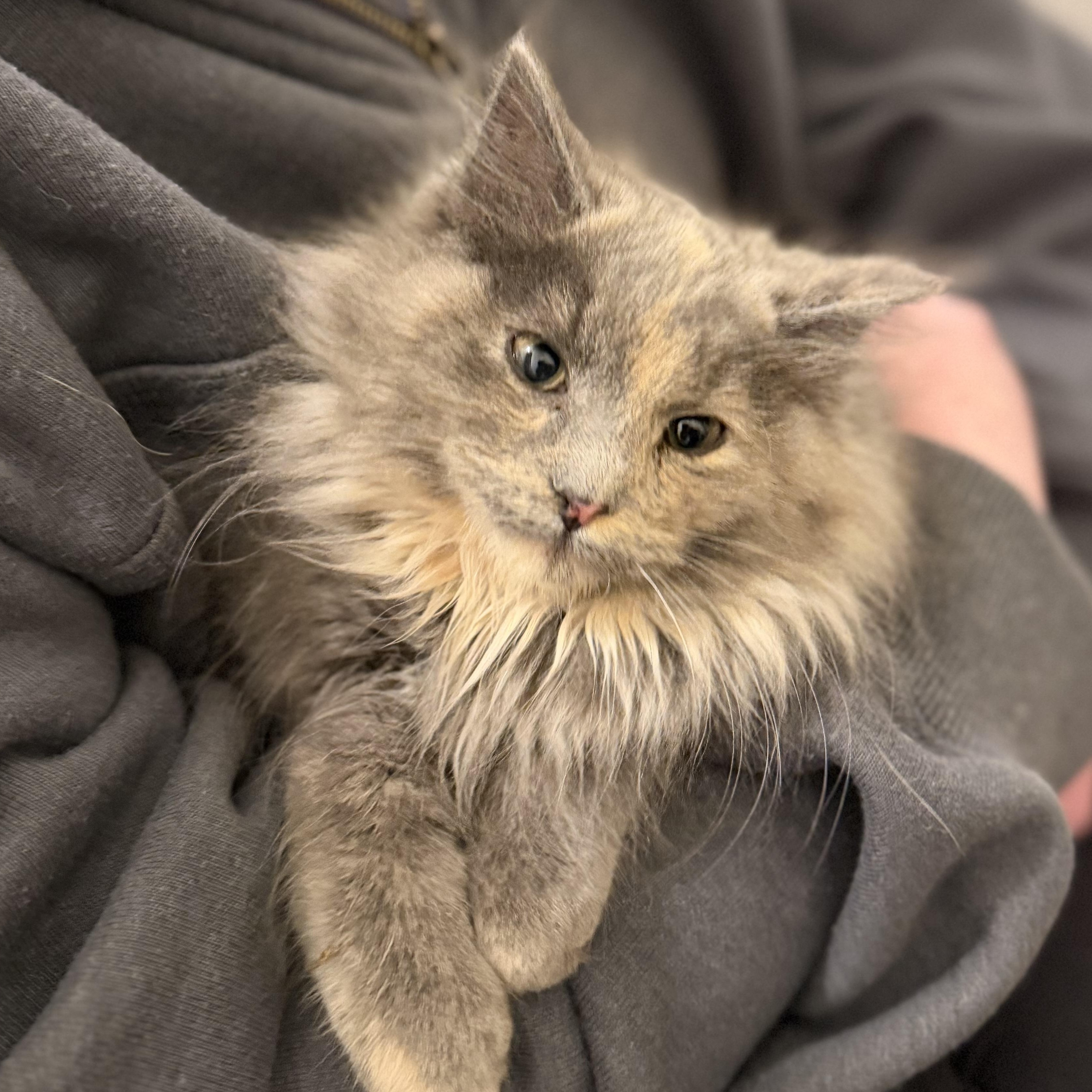 Nancy, adopted, Kitten Female Domestic Long Hair.