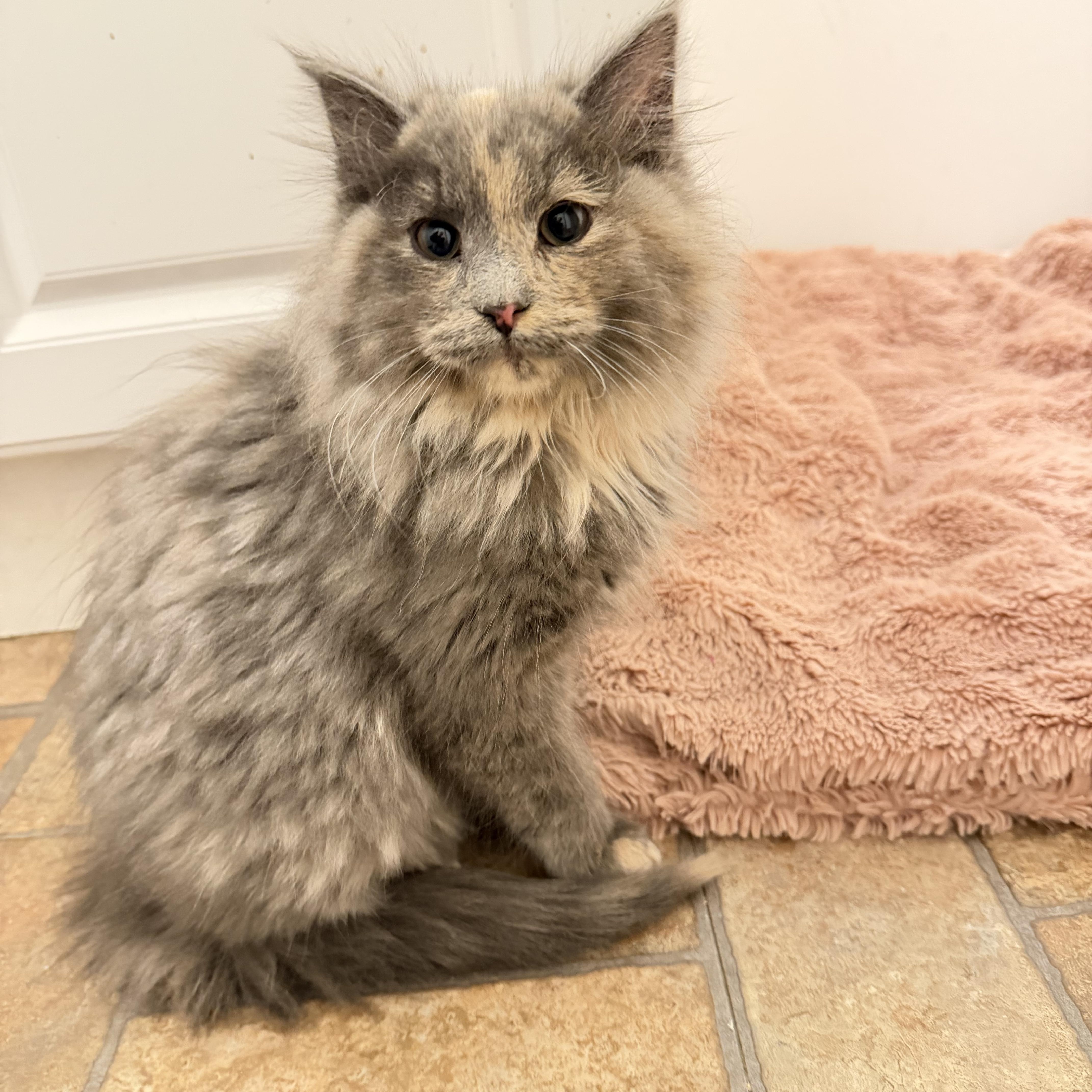 Nancy, an adopted Domestic Long Hair in Geneseo , IL image 2/4