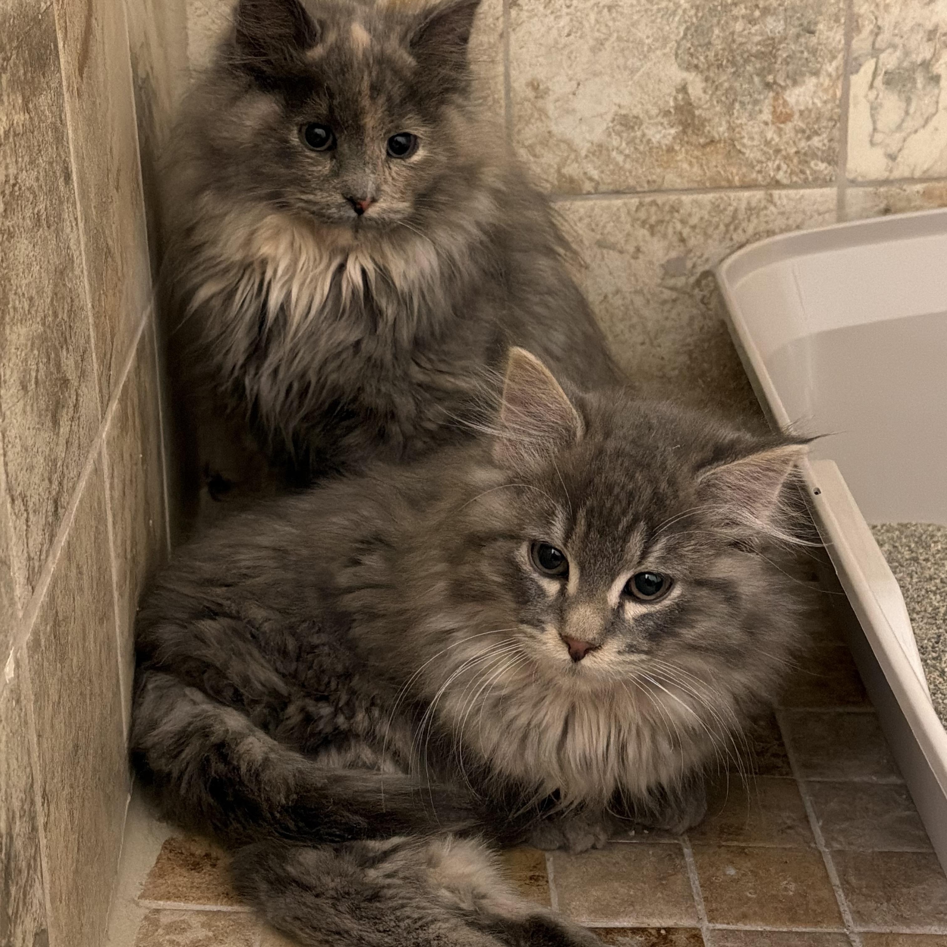 Nancy, an adopted Domestic Long Hair in Geneseo , IL image 4/4