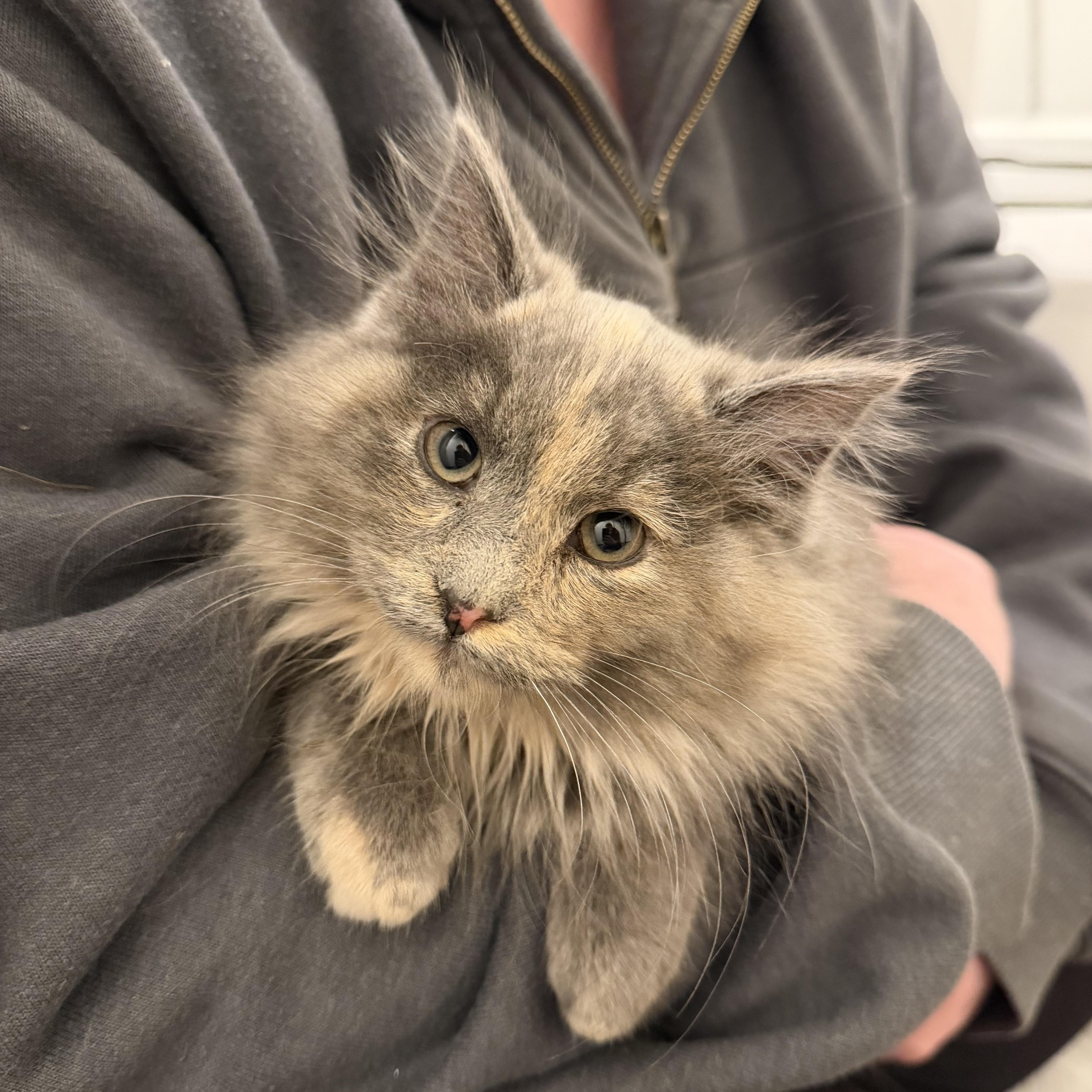 Nancy, an adopted Domestic Long Hair in Geneseo , IL image 3/4