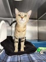 Misty, adoptable, Young Female Domestic Short Hair.