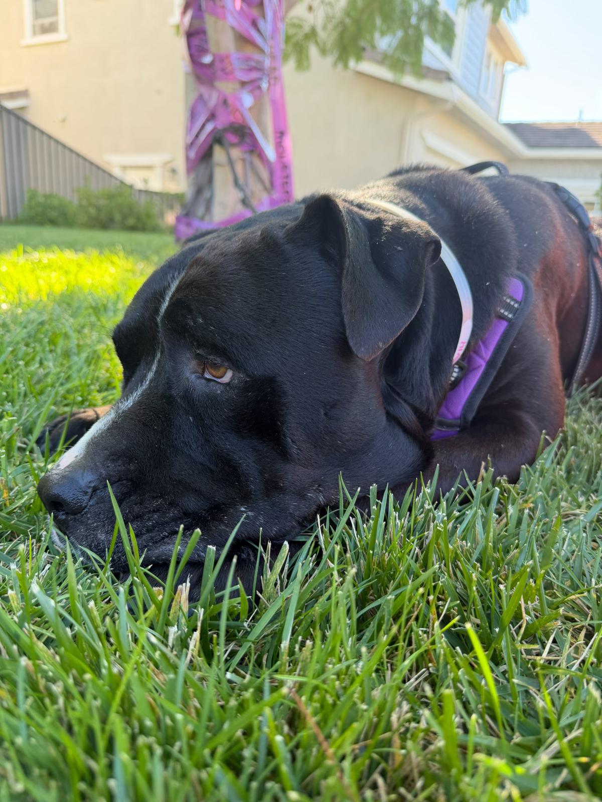 Forest, Adoptable, Senior Male Pit Bull Terrier.