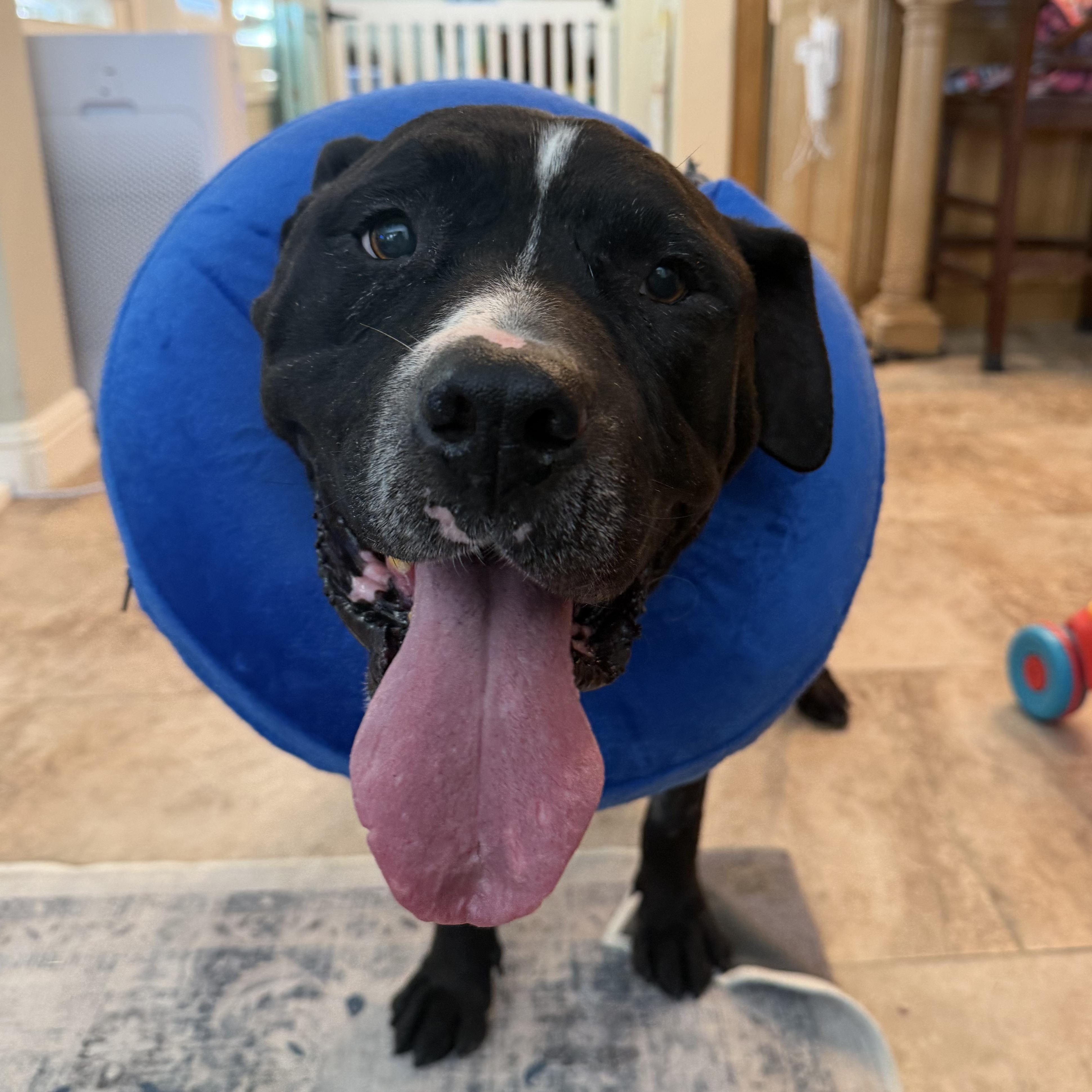 Enlarge Forest, a Adoptable Pit Bull Terrier in Roseville, CA image 3/4