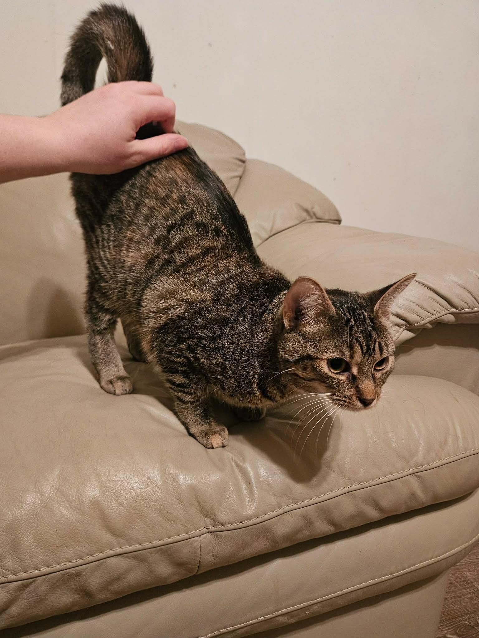 Enlarge Nova, a Adoptable Domestic Short Hair in China Township, MI image 3/6