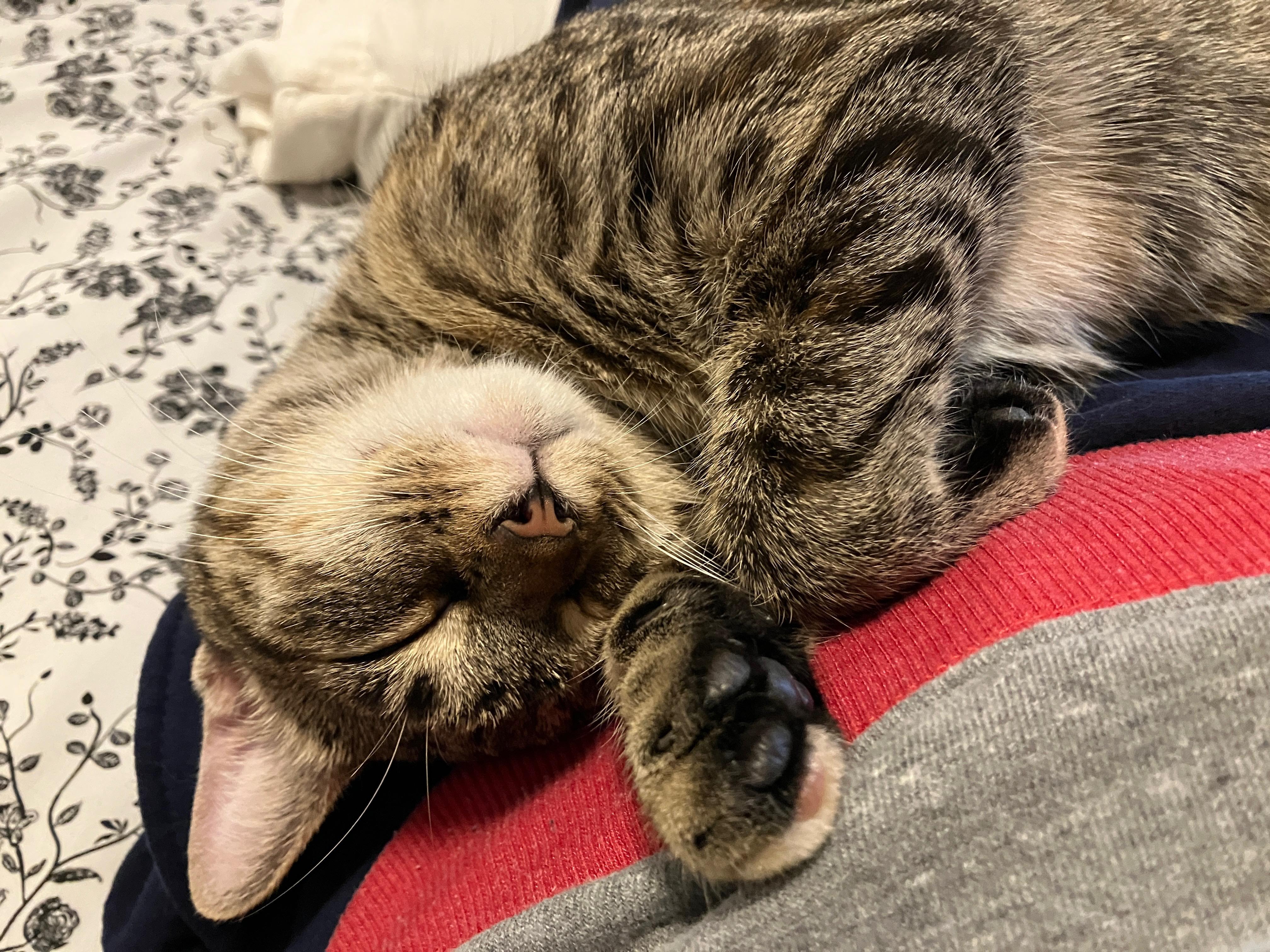 Enlarge Nova, a Adoptable Domestic Short Hair in China Township, MI image 5/6