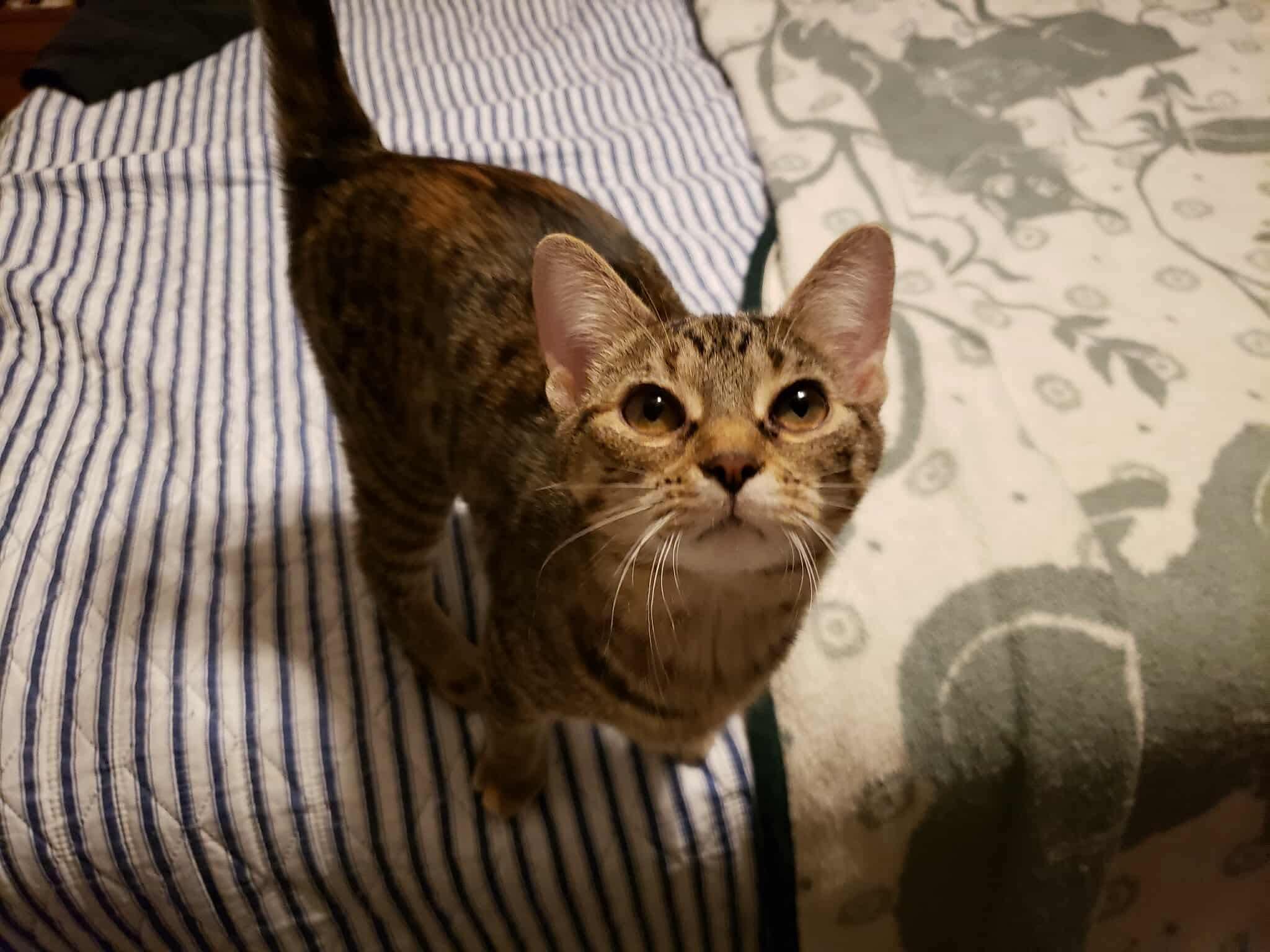 Nova, a Adoptable Domestic Short Hair in China Township, MI image 2/5