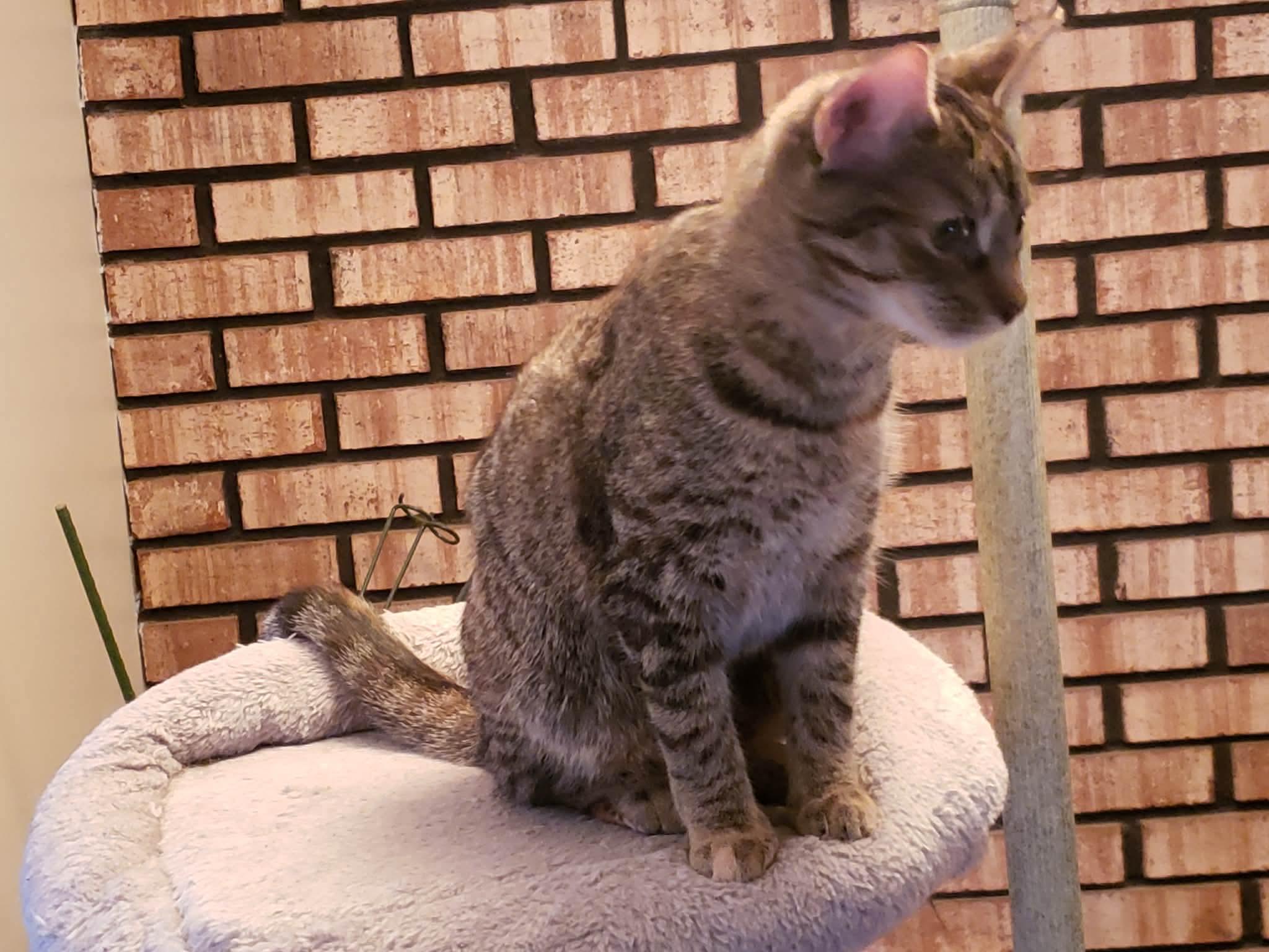 Nova, a Adoptable Domestic Short Hair in China Township, MI image 4/5