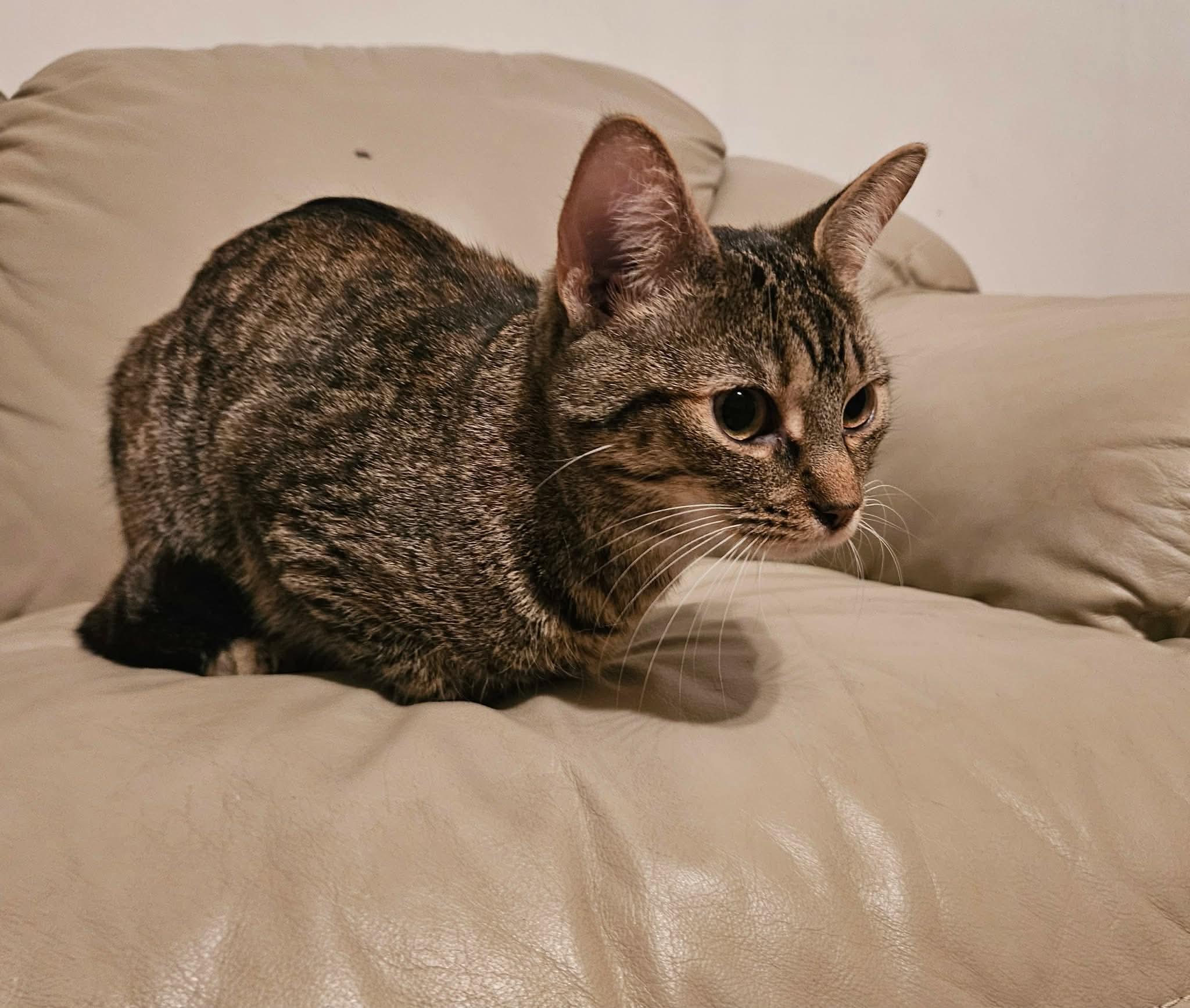 Enlarge Nova, a Adoptable Domestic Short Hair in China Township, MI image 2/6