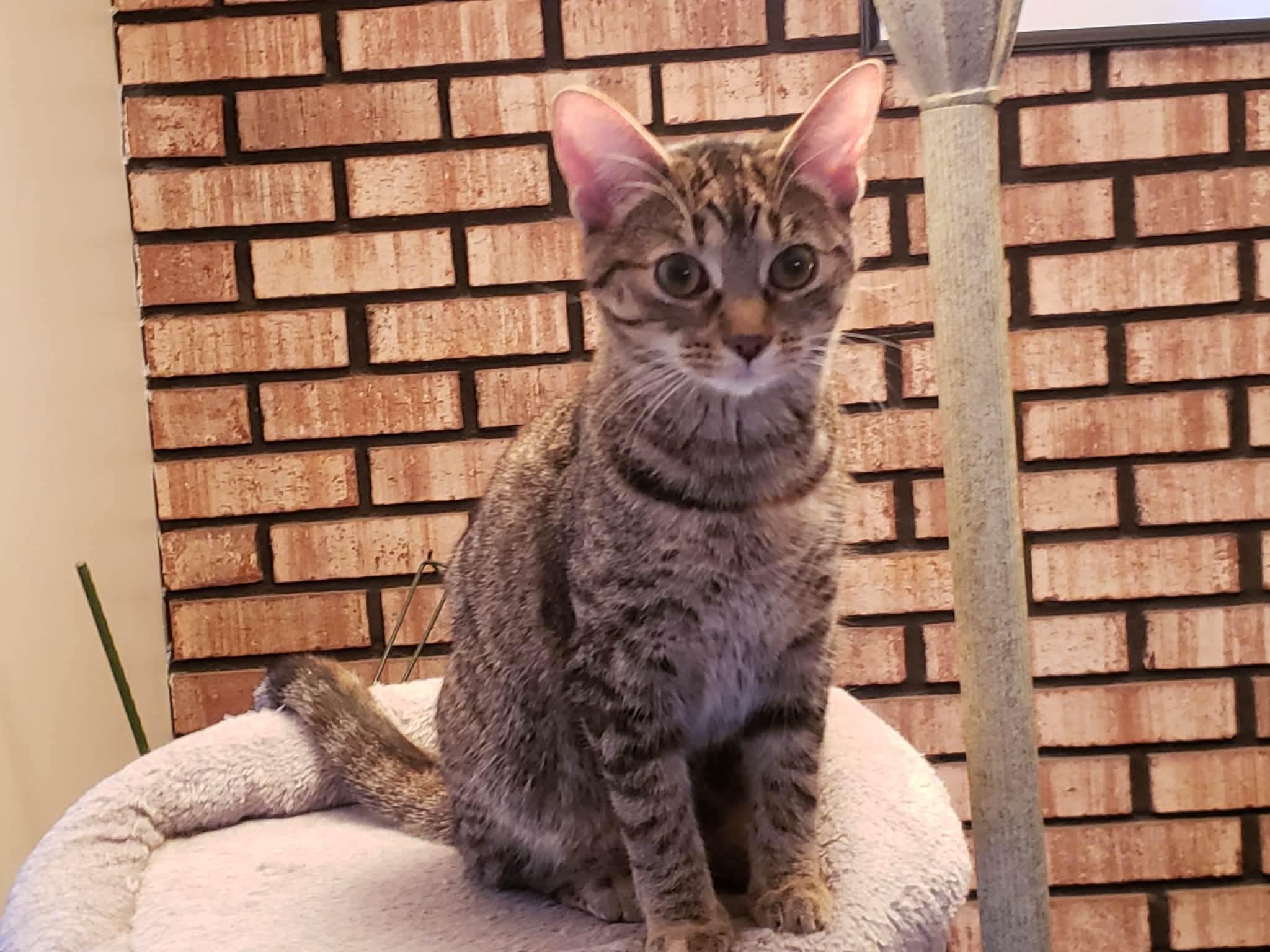 Nova, a Adoptable Domestic Short Hair in China Township, MI image 1/5