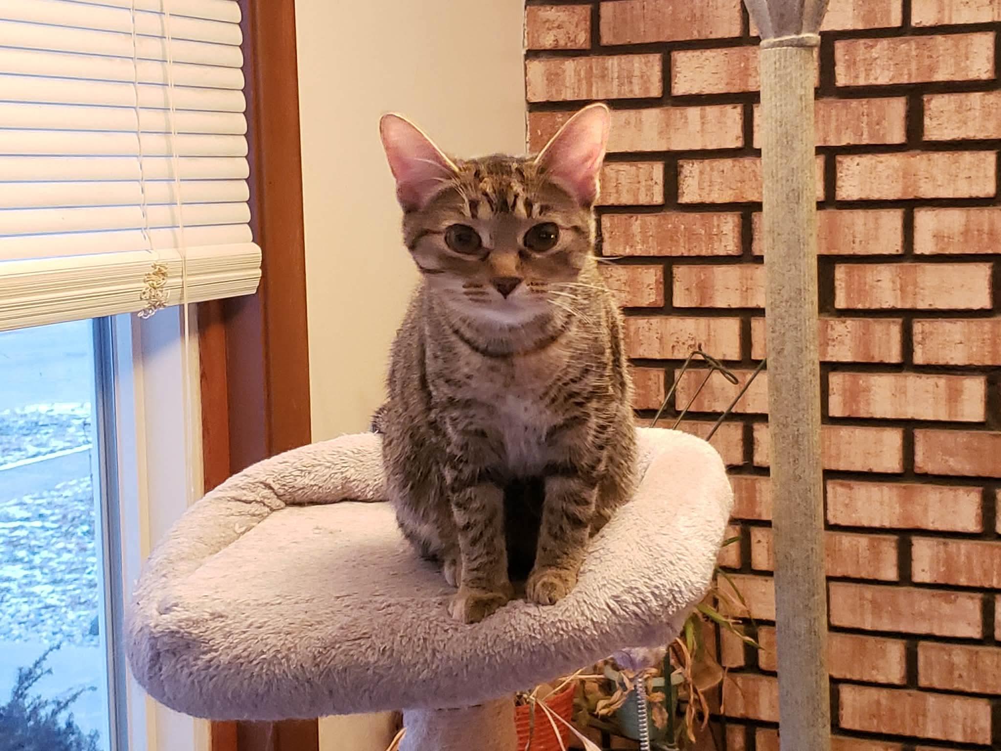 Nova, a Adoptable Domestic Short Hair in China Township, MI image 5/5