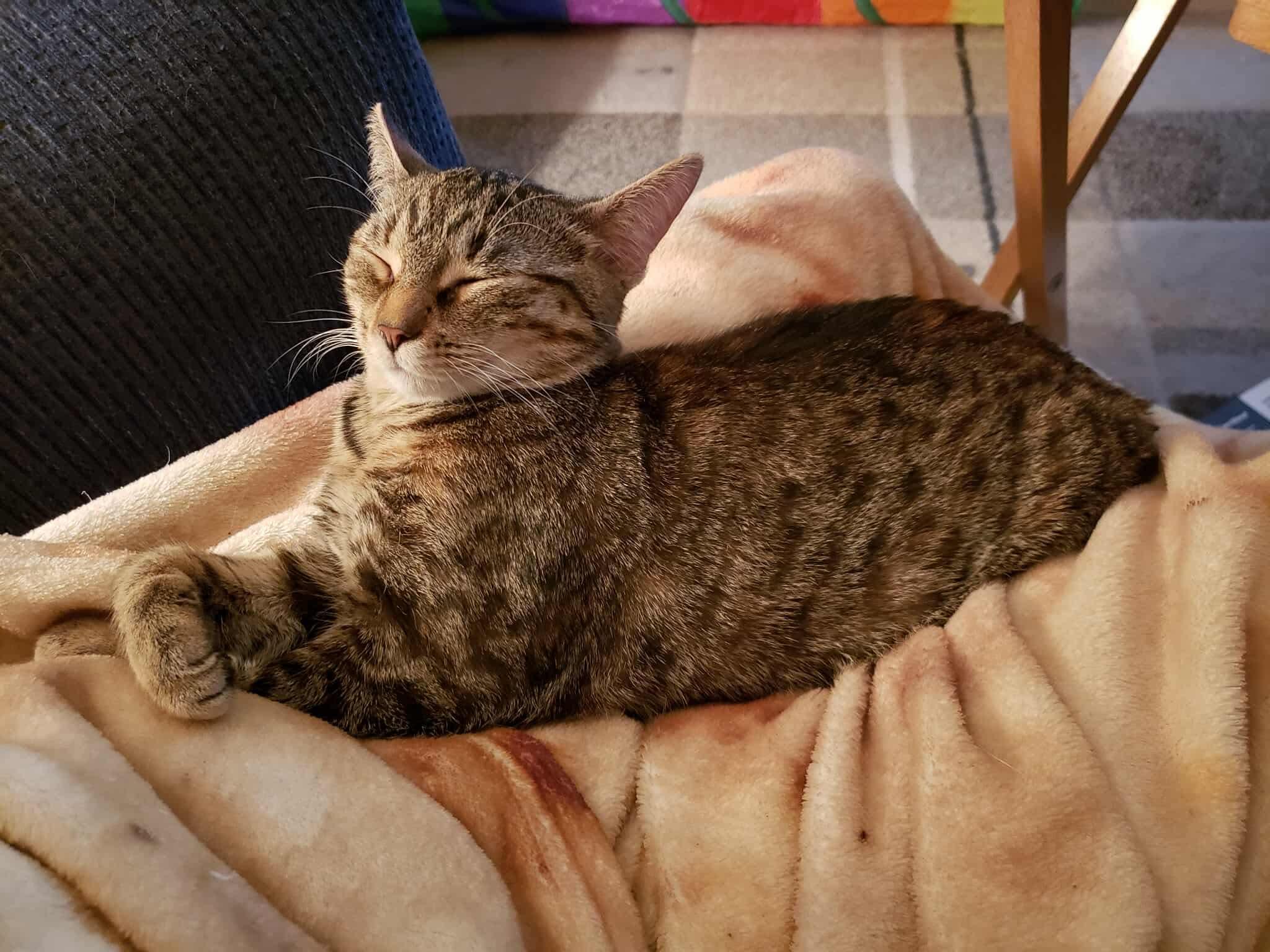 Nova, a Adoptable Domestic Short Hair in China Township, MI image 3/5